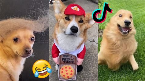 funniest animal tiktoks|the funniest tiktok ever.